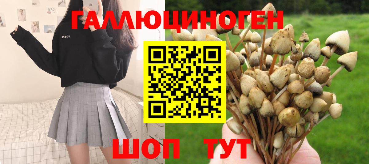 Галлюциногенные грибы GOLDEN TEACHER  где купить наркотик  Котовск  Вход с VPN 